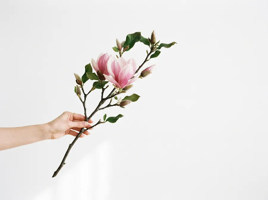 Ruka drži granu roze magnolije